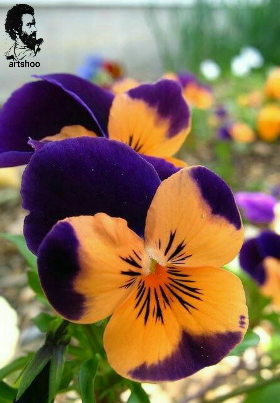 گل اورژینال رنگ روغن